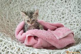 kedi sampuanla yikanir mi miyavliyo