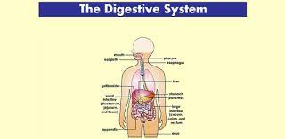 I took lexapro 10mg for 2 days and had to stop it because i was having suicidal thought. Anatomy And Physiology The Digestive System Test Proprofs Quiz