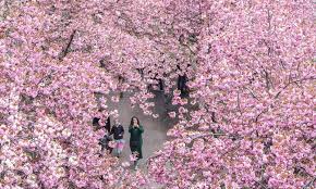 Film review | berlin 2012. Berlin S Cherry Blossoms In Full Bloom Global Times