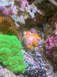 Rock Flower Balled Up And Not Settling Reef2reef Saltwater And Reef Aquarium Forum