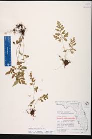 Image result for Asplenium pumilum