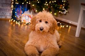 At pine creek, our passion is doodles. Home Page Timberidge Goldendoodles