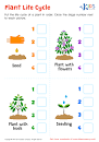 Plant Life Cycle Printable: Free Worksheet PDF for Kids