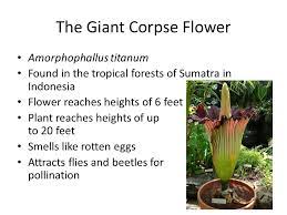 Bellringer Think Of At Least 3 Different Species Of Plants Or Animals And Explain An Adaptation That They Have Acquired To Live In Their Particular Environment Ppt Video Online Download