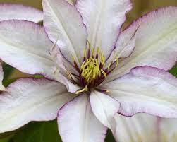 Check spelling or type a new query. Clematis Samaritan Jo Bluestone Perennials