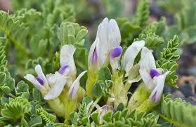 Image result for Astragalus atropilosulus