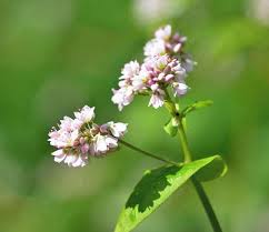 Image result for Fagopyrum esculentum