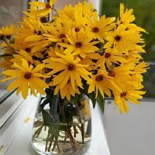 Sebelum itu, mari kita bahas dulu bunga matahari (helianthus annuus l.) merupakan salah satu jenis bunga yang banyak diketahui. Jual Tanaman Hias Indoor Bunga Matahari Mini Bibit Tanaman Hias Gantung Online Juni 2021 Blibli