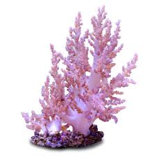 Most of our coupon codes are tested and. Aquacultured Nano Pink Tree Capnella Sp Petco