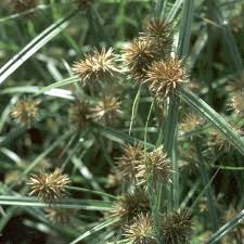 Image result for Cyperus colymbetes