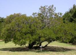 Image result for Pterocelastrus