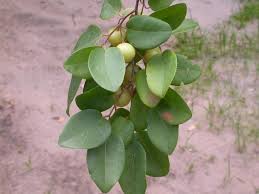 Image result for Pseudolachnostylis maprouneifolia