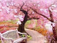 1.1 ladang tulip dekat hillegom, belanda. 22 Ide Taman Bunga Sakura Bunga Sakura Taman Bunga Pemandangan