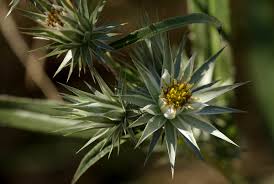 Image result for Macledium sessiliflorum