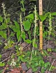 Image result for Goodyera afzelii