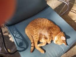 Yes, cats can get lung cancer. Dean Has Lung Cancer And Is Expected To Live For About A Month He Loves Lounging In The Sun I Am Treating Him To Mcdonald Hamburgers And Scratches He Is My Beloved