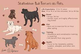 Staffordshire Bull Terrier (Stafford): Characteristics & Care