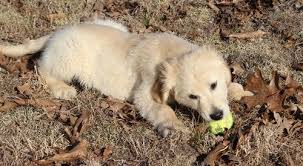One of the most important things is to start the right training on time. Golden Retriever Puppies For Sale Menomonie Wi 215321