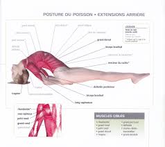 Matsyasana Joga