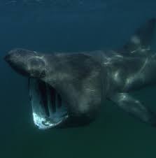 We did not find results for: Https Www Traffic Org Site Assets Files 9531 First Pacific Shark Workshop Pdf