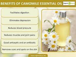 Pin By Mary Long On Essential Oils Chamomile Essential Oil Benefits Chamomile Essential Oil Essential Oils