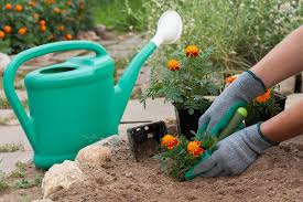 To lessen the chance of spores getting onto your plants, keep the area underneath your plants clean. Plan Your Fall Garden Plants That Ward Off Pests Vulcan Termite Pest Control