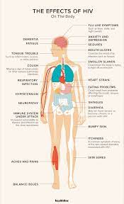 The Effects Of Hiv On The Body: Immune System And More