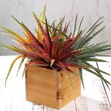 Image result for Aloe cameronii