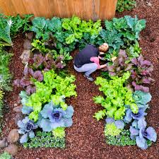 Salah satu contoh kebun sayuran dengan sistem pertanian organik di pekarangan rumah, saya menyebutnya kebun. 17 Ide Kreatif Bikin Kebun Sayur Di Rumah Sendiri
