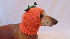 Pin On Hat For Dog Hat For Dachshund