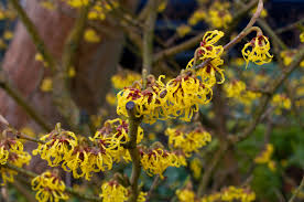 Here i am providing you a list of flowers that bloom in january and february hoping that you will plant them and make your garden looking as beautiful as in spring season. Shrubs With Wither Flowers Blooms N Food