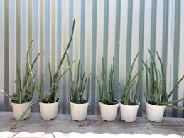 Image result for Kleinia