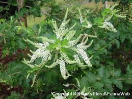 Image result for Aloysia