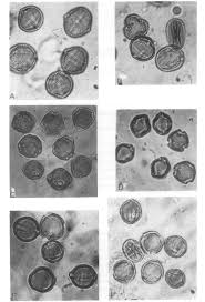 Image result for Oldenlandia scopulorum