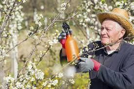 Maybe you would like to learn more about one of these? Spraying Plum Trees When And What To Spray On Plum Trees