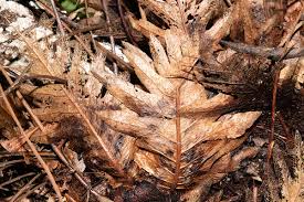 Image result for Drynaria volkensii