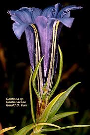 Image result for Gentianaceae