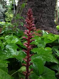 Image result for Orobanche