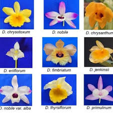 Image result for Nephrangis filiformis