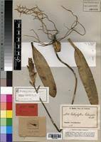 Image result for Bulbophyllum schinzianum