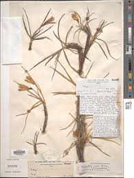 Image result for Xerophyta scabrida