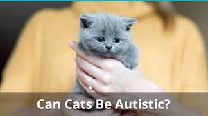 But can dogs have autism, too? Autism In Cats Can Kitties Be Autistic