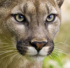 Pin By Gian Franco Salvato On Animals Pets Mountain Lion Big Cats Animals Wild