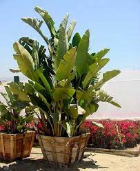 Pin On Back Planter