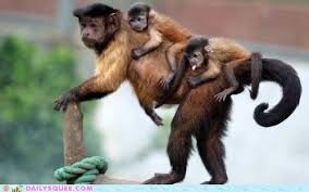 Capucin Monkeys Baby Animals Animal Pictures Monkey Pictures