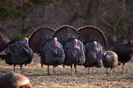 Free Turkey Wallpapers Wallpaper Turkey Hunting Season National Wild Turkey Federation Wild Turkey