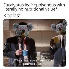 Give Me L E A F Memes Koala Meme Funny Koala