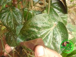 Maybe you would like to learn more about one of these? Cara Mengobati Batuk Dengan Sirih Merah