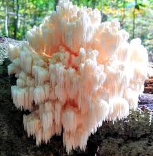 Lion's mane is powerful, but it's meant to be taken over time to build up in your system. What Is The Lions Mane Mushroom The Medicinal Mushroom That Benefits For Your Mind Home Stratosphere