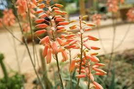 Image result for Aloe dawei